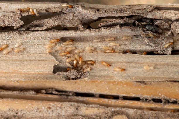 Best Best Pest Control Companies  in Fifth Street, TX